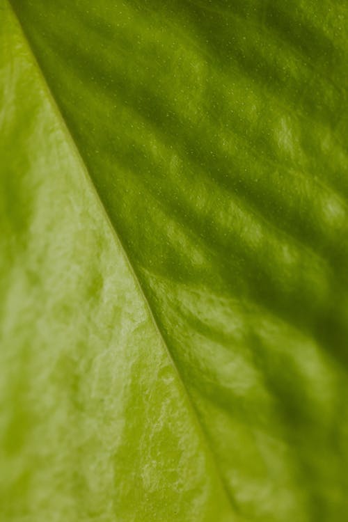 Green Leaf in Macro Photography 