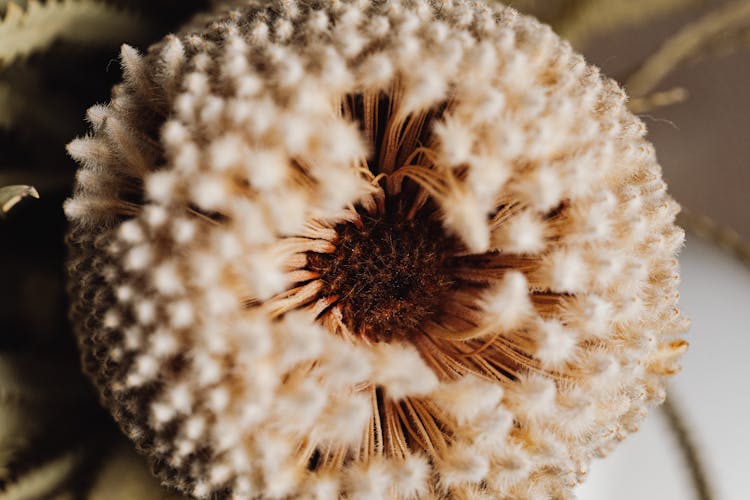 Close Up Of A Beige Flower Seeds