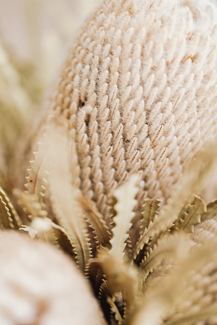 Banksia In Close-Up Shot 