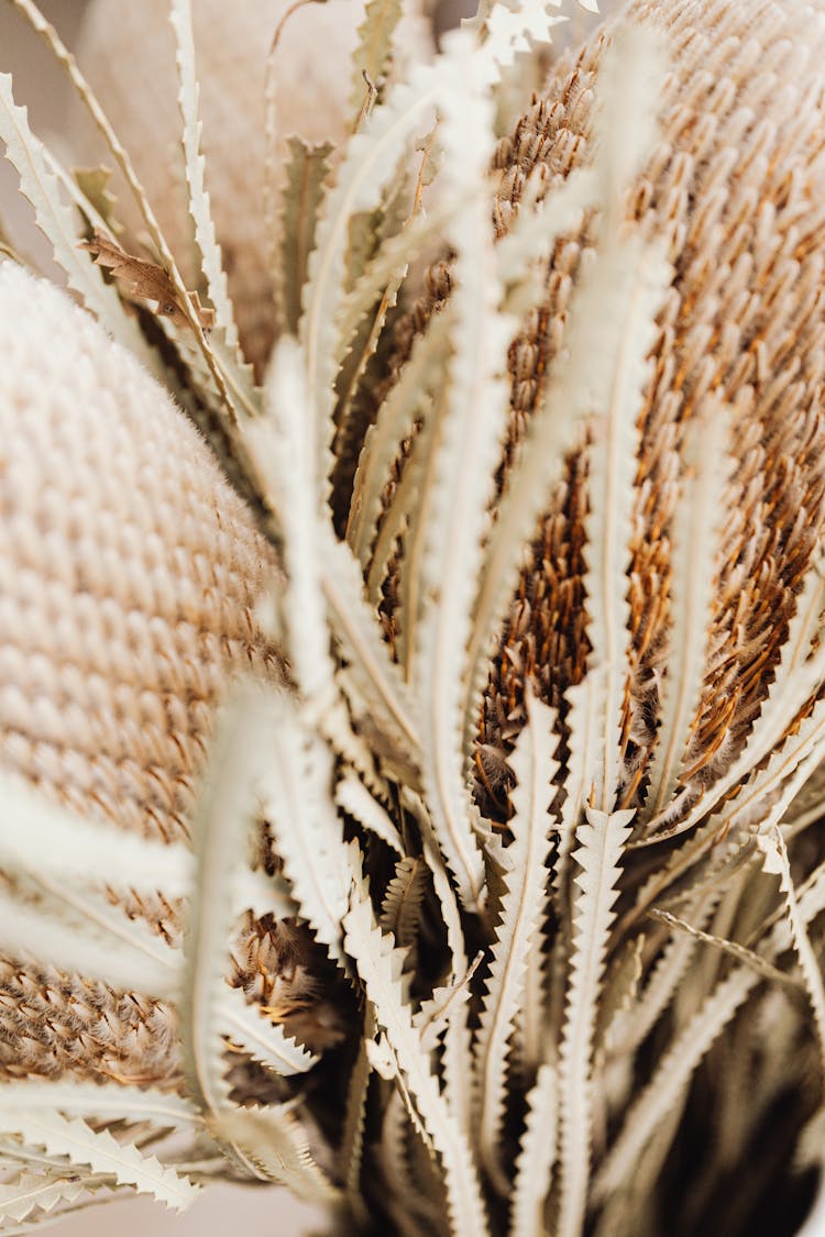 Banksia With Long Leaves 