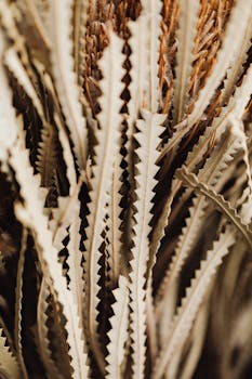 Detailed view of serrated Banksia speciosa leaves, showcasing texture and natural patterns.