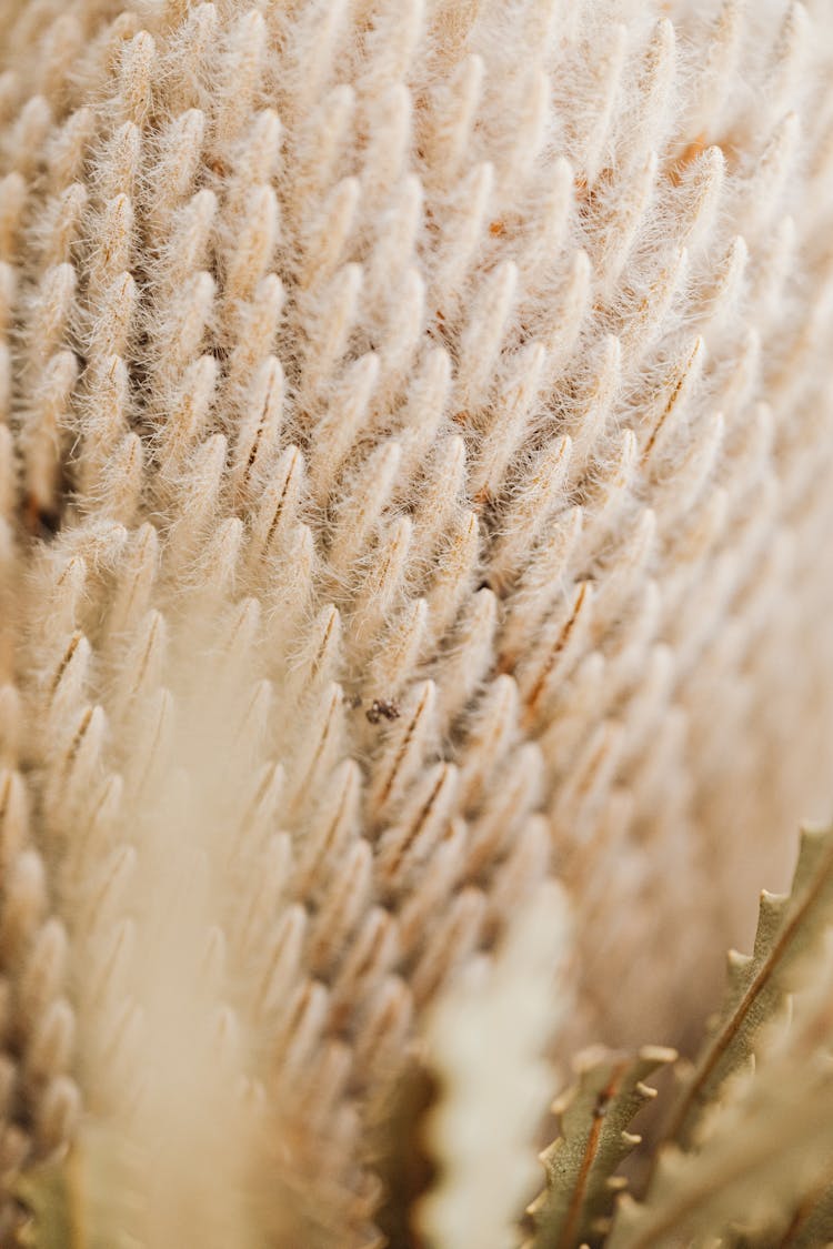 Banksia Flower In Macro Photography 