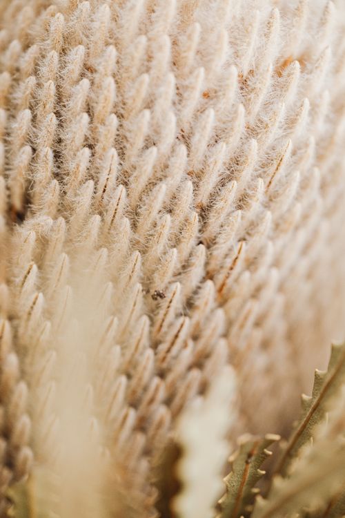 Free Macro shot capturing the intricate texture of a Banksia flower with natural lighting. Stock Photo