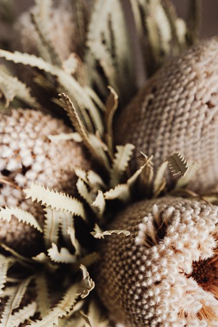 Detailed macro shot of dried Banksia speciosa cones and leaves highlighting texture and sharpness.