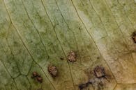 Rotten Leaf in Macro Photography