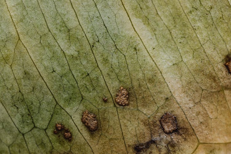 Rotten Leaf In Macro Photography 