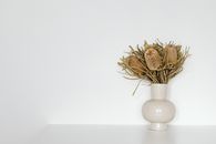 Dried Showy Banksia Flowers in White Vase