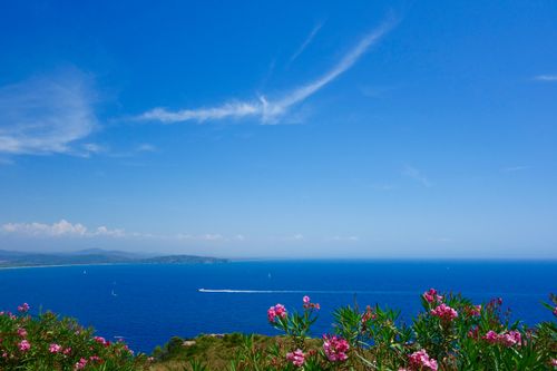 Free Beautiful coastal landscape with vibrant blue sea, clear sky, and blooming pink flowers. Stock Photo