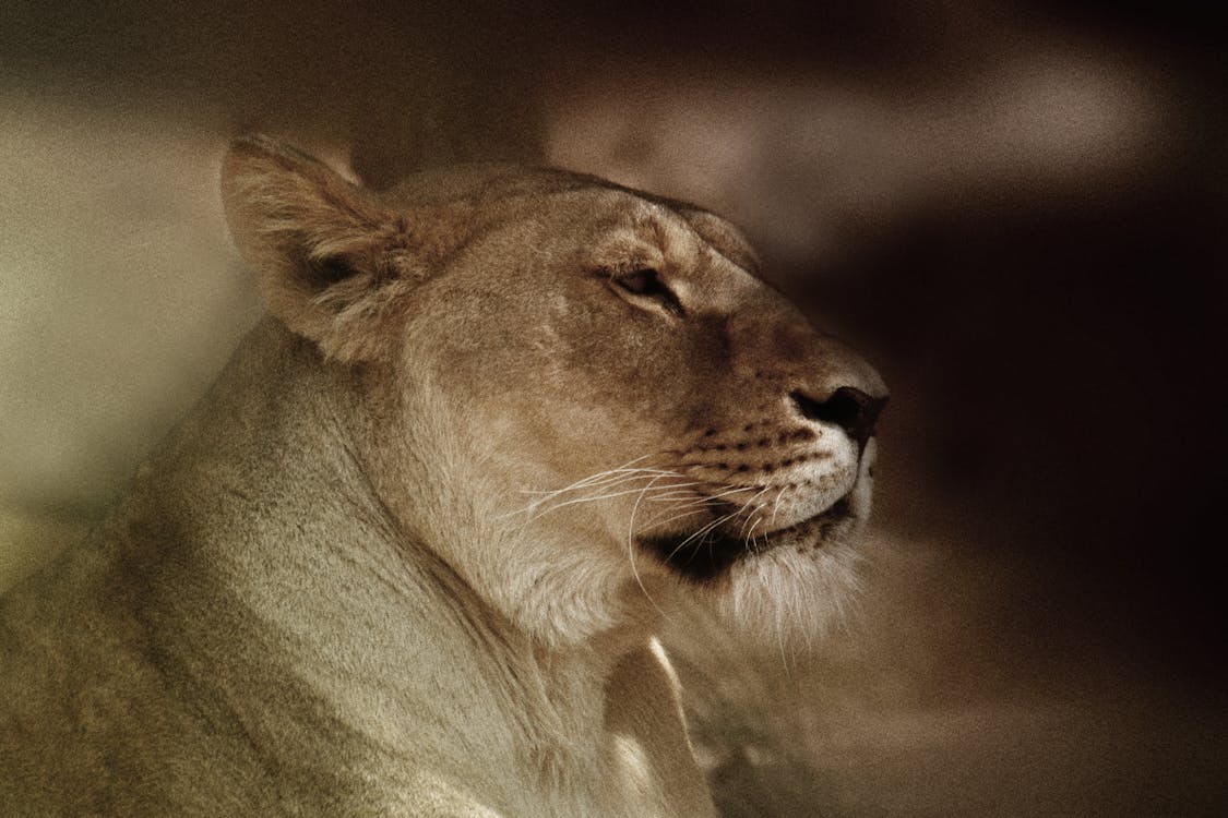 ライオン レオナの無料の写真素材