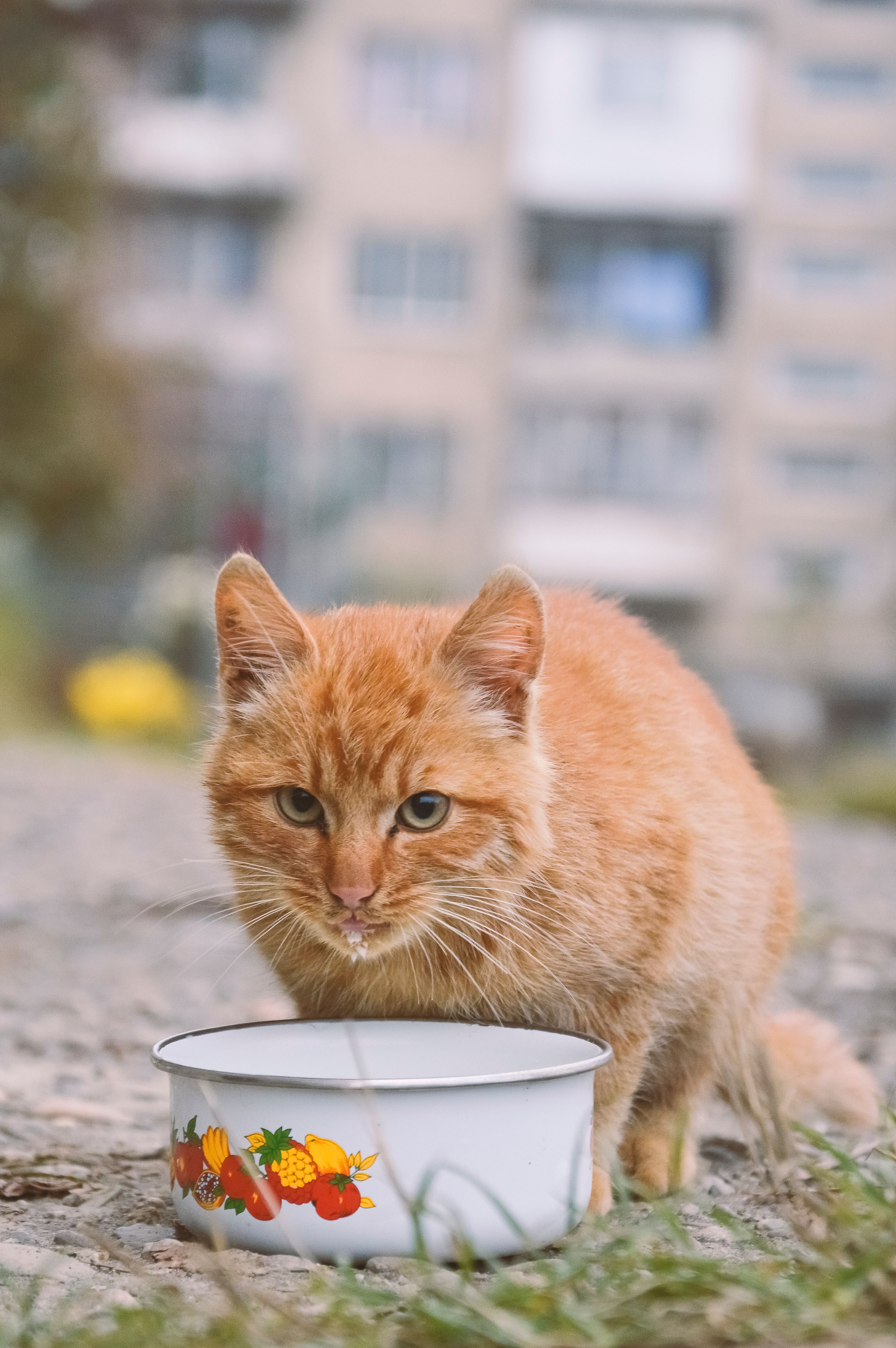 What are the Essential Nutrients for Cats Best Nutrition Mammal Age