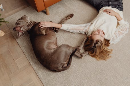 Teen girl enjoying quality time with her pet Weimaraner indoors on a cozy carpet.