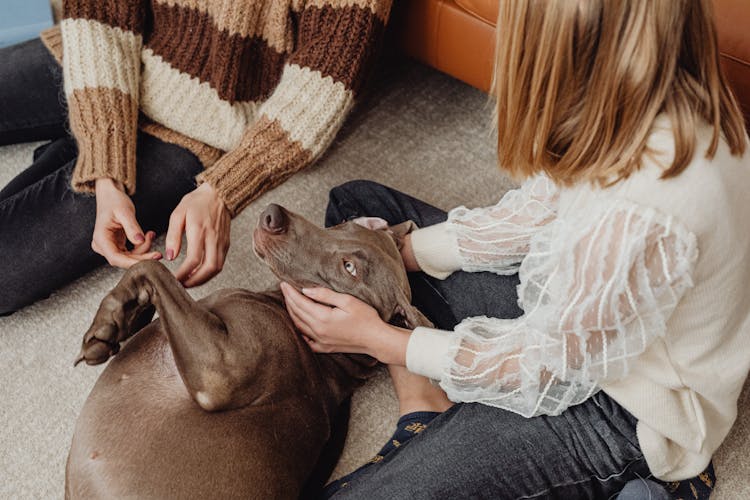 Girl Playing With A Dog On The Floor At Home