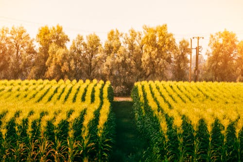 Ingyenes stockfotó farm, kukorica, mező témában Stockfotó