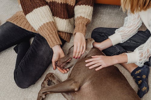 Free Hands Touching the Sleeping Dog  Stock Photo