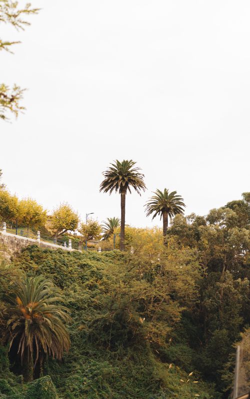 Free Vertical shot of lush tropical landscape featuring tall palm trees against a clear sky. Stock Photo