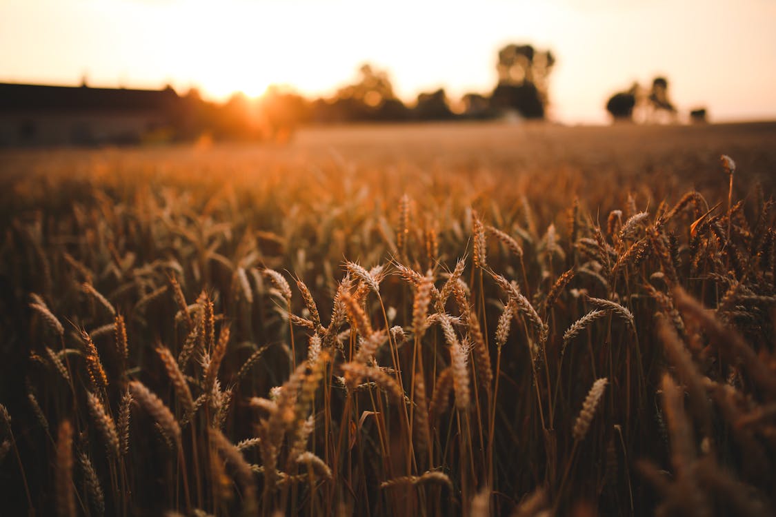 Free Sunset & field of grain Stock Photo