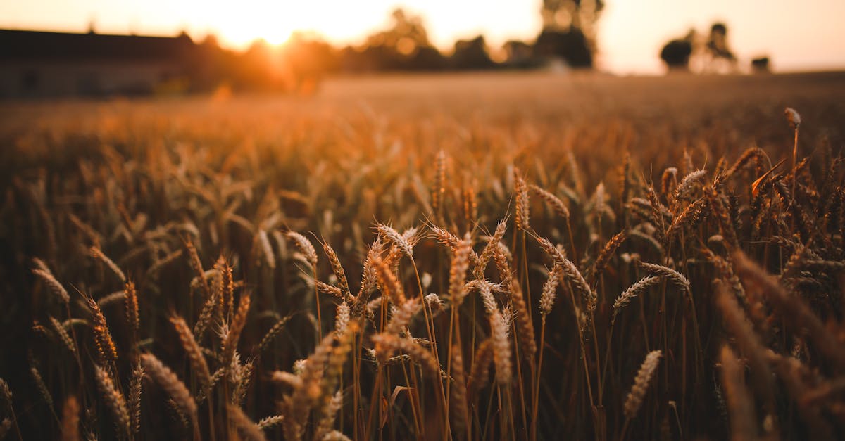 Sunset & field of grain