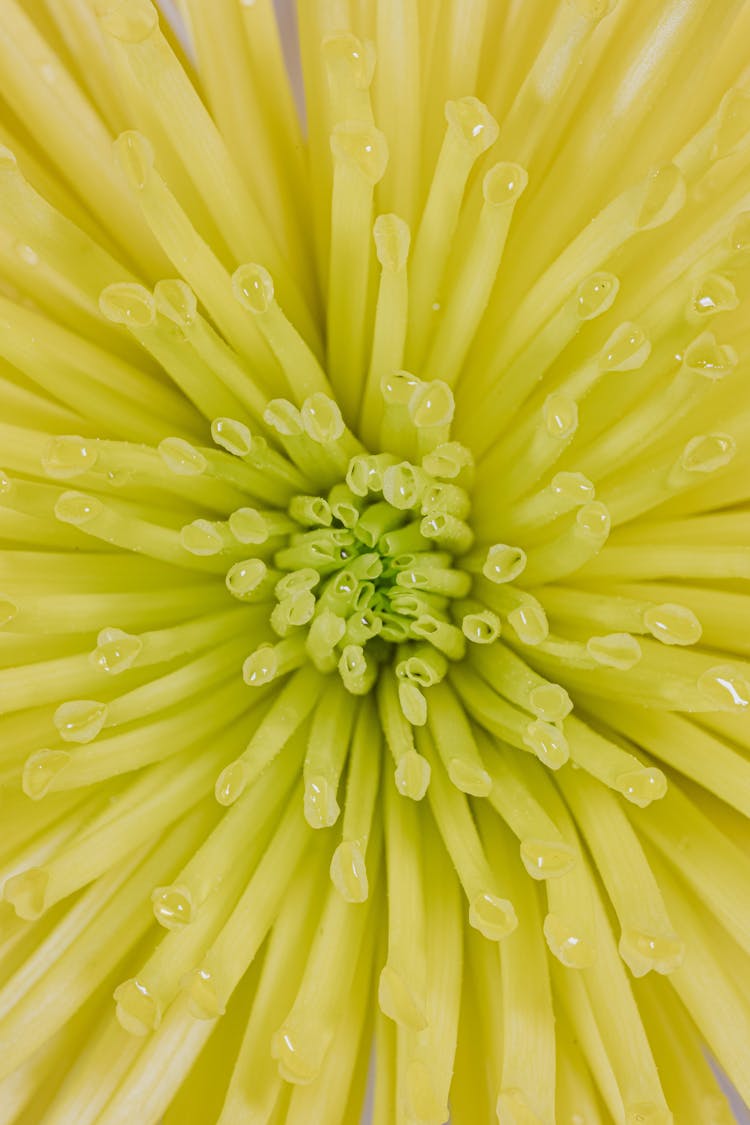 Close-up Of A Dandelion Flower Head