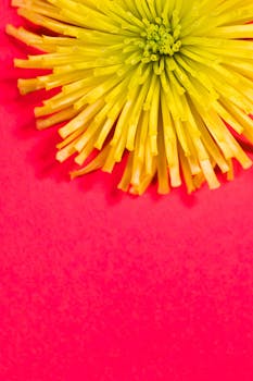 Close-up of a vivid yellow dandelion against a striking red backdrop, showcasing natural beauty.