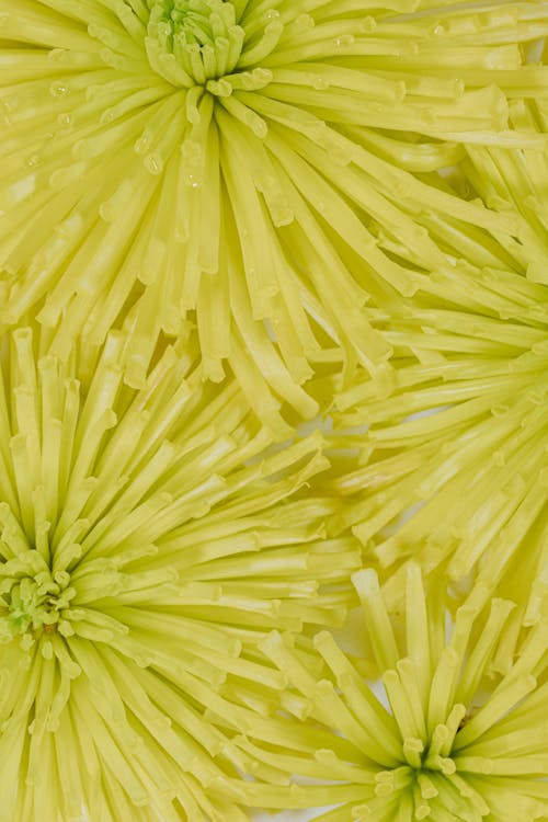 Fotos de stock gratuitas de amarillo, brillante, cabeza de flor