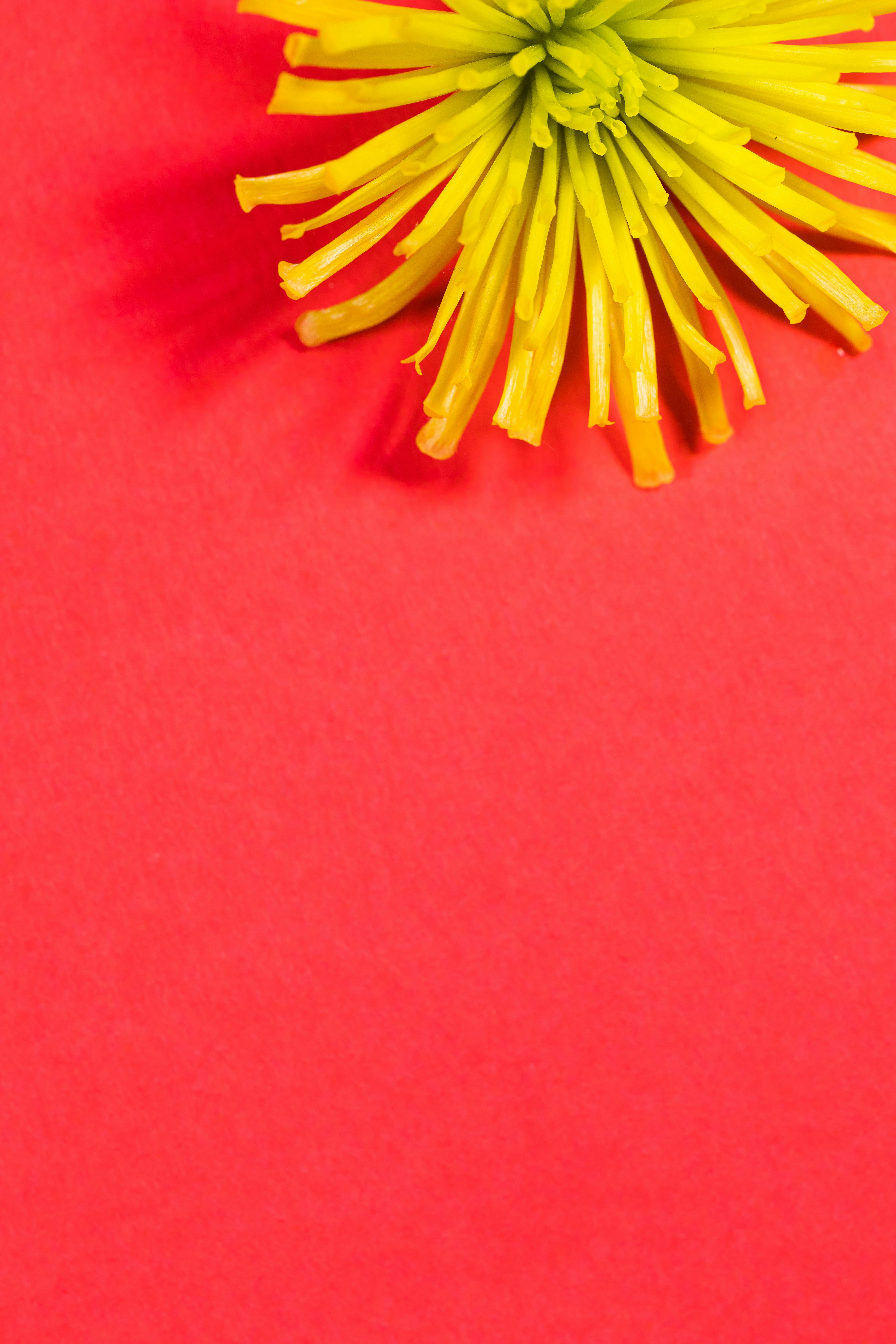 充满活力的粉红色表面上，丁香花的特写镜头留有充足的复制空间