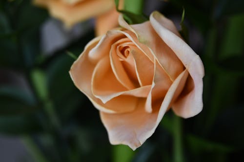 微距拍摄, 景深, 杏玫瑰 的 免费素材图片