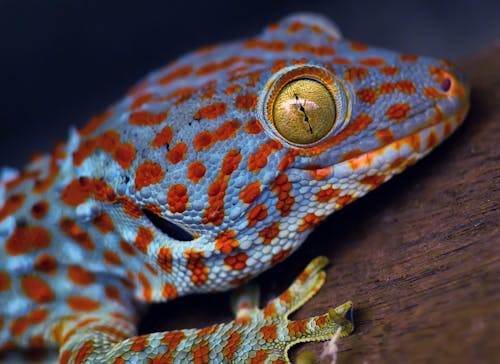 Kostenloses Stock Foto zu gecko, gekkonidae, makro