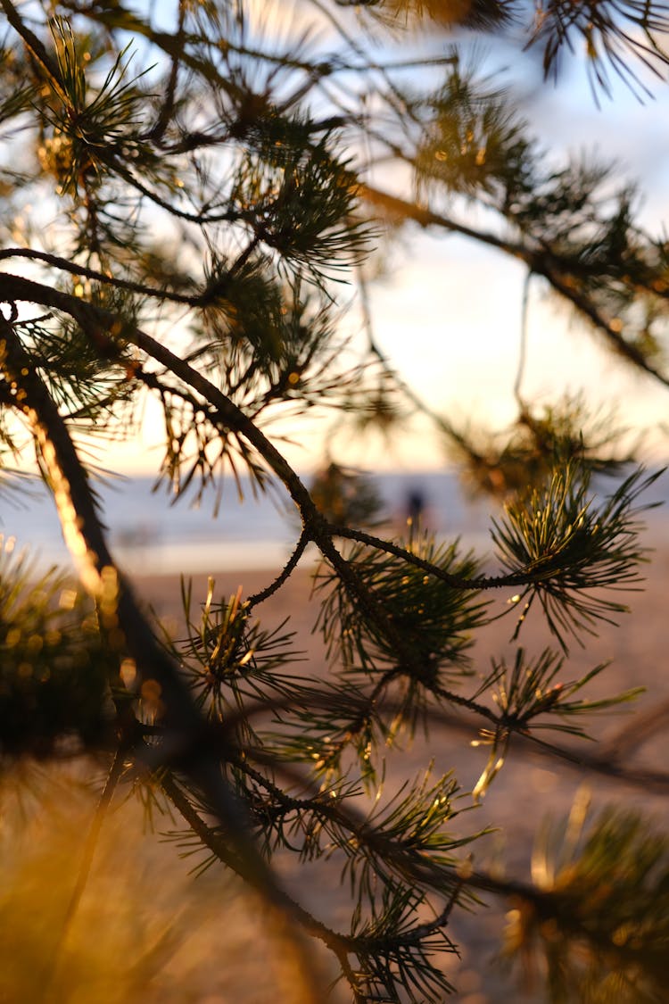 Pine Tree Branches On Seashore