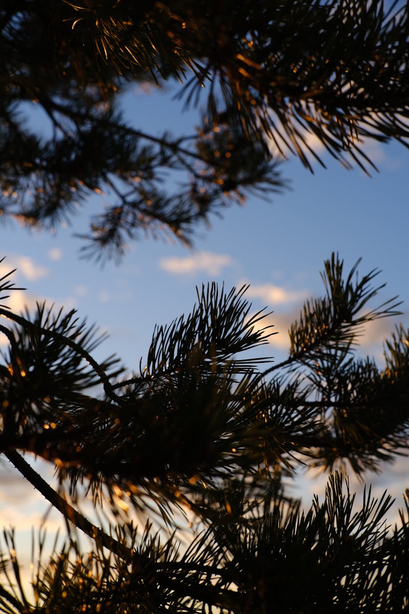 Crypto Basics & Wallet Safety