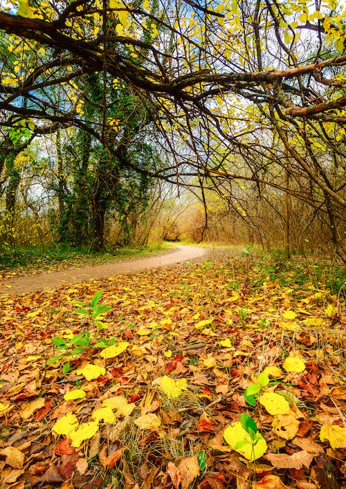 Gratuit Photos gratuites de automne, bois, chemin Photos