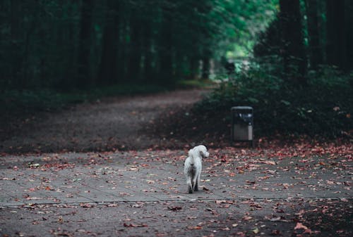 Imagine de stoc gratuită din animal, animal de casă, arbori