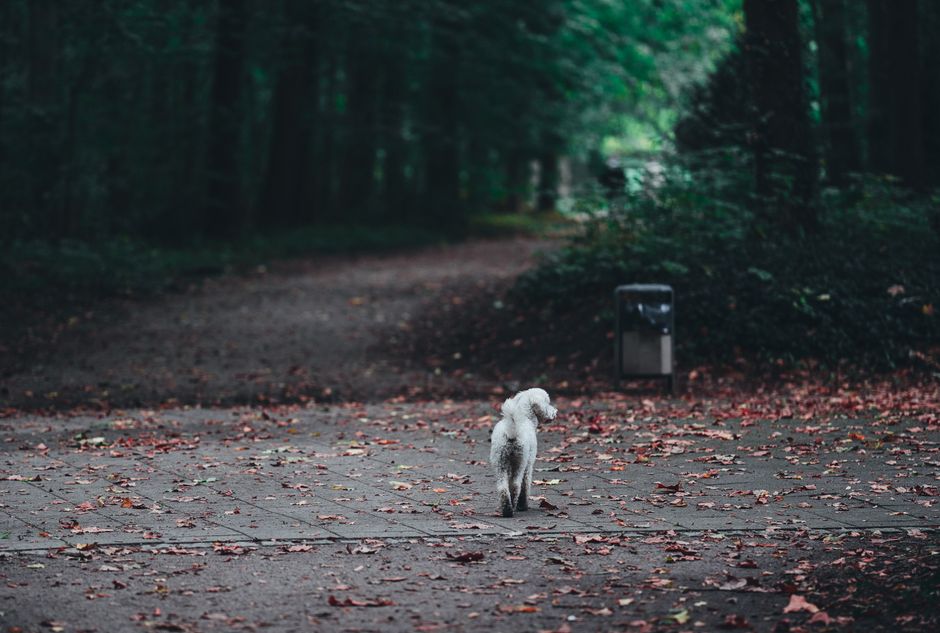 A lone white dog walks on a leaf-covered path in a tranquil autumn park setting. A lone white dog walks on a leaf-covered path in a tranquil autumn park setting.