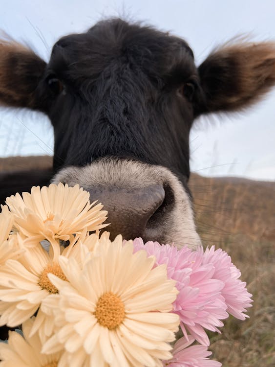 Black domestic cow with colorful flowers in mouth standing on grassy pasture in rural terrain on blurred background in nature
