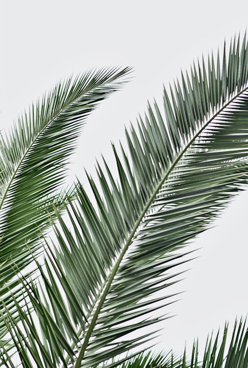Photo of Green Palm Leaves · Free Stock Photo