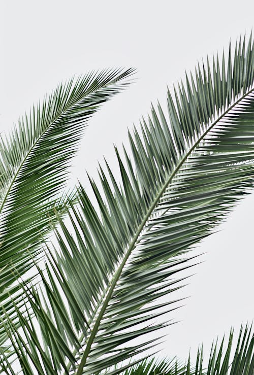 Photo of Green Palm Leaves