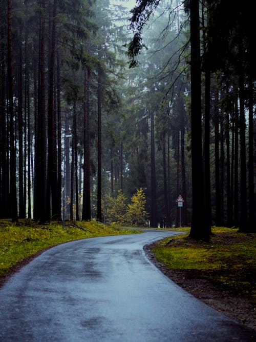 Ilmainen kuvapankkikuva tunnisteilla havupuut, metsä, polku