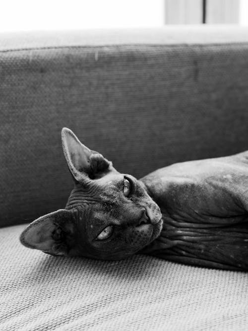 Black and White Portrait of a Sphynx Cat 