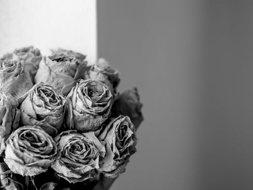 Fotos de stock gratuitas de blanco y negro, de cerca, flores
