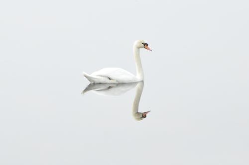 Free Reflection of Swan on Body of Water Stock Photo