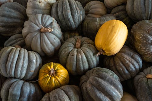 From above pile of fresh dark and yellow pumpkins with dried tails stacked together on autumn day during harvest season