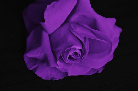 1000 interesting purple roses photos pexels free stock photos