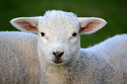 Free White Coated Lamb  Stock Photo