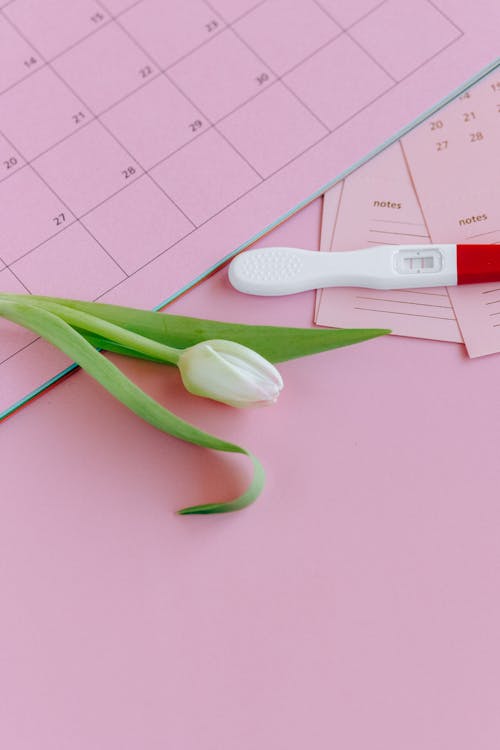 Základová fotografie zdarma na téma bílý tulipán, kalendář, koncepční
