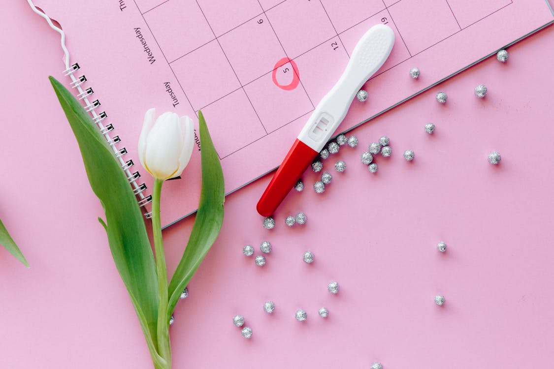 Free Red and White Tulips on Pink and White Board Stock Photo