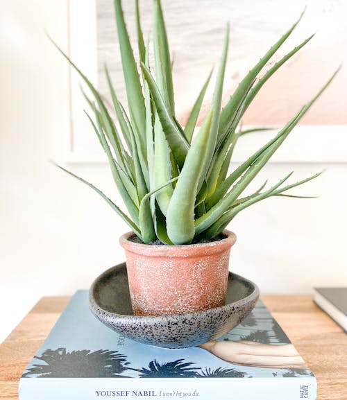 Free Aloe Vera Plant on Brown Clay Pot Stock Photo