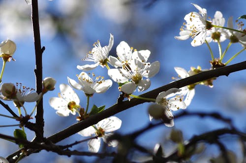 Безкоштовне стокове фото на тему «весна, гілки, квіти»