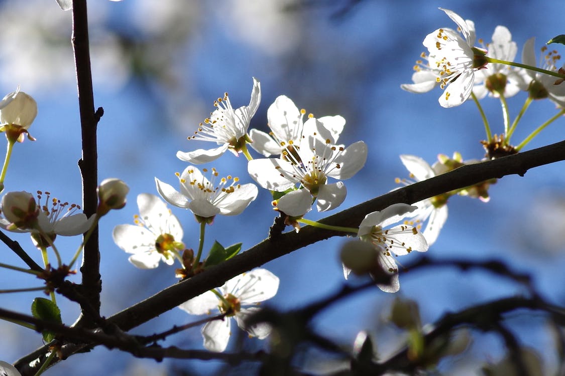 Безкоштовне стокове фото на тему «весна, гілки, квіти» стокове фото
