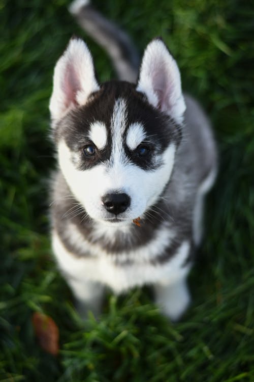 Siberian Husky Puppy on Green Grass