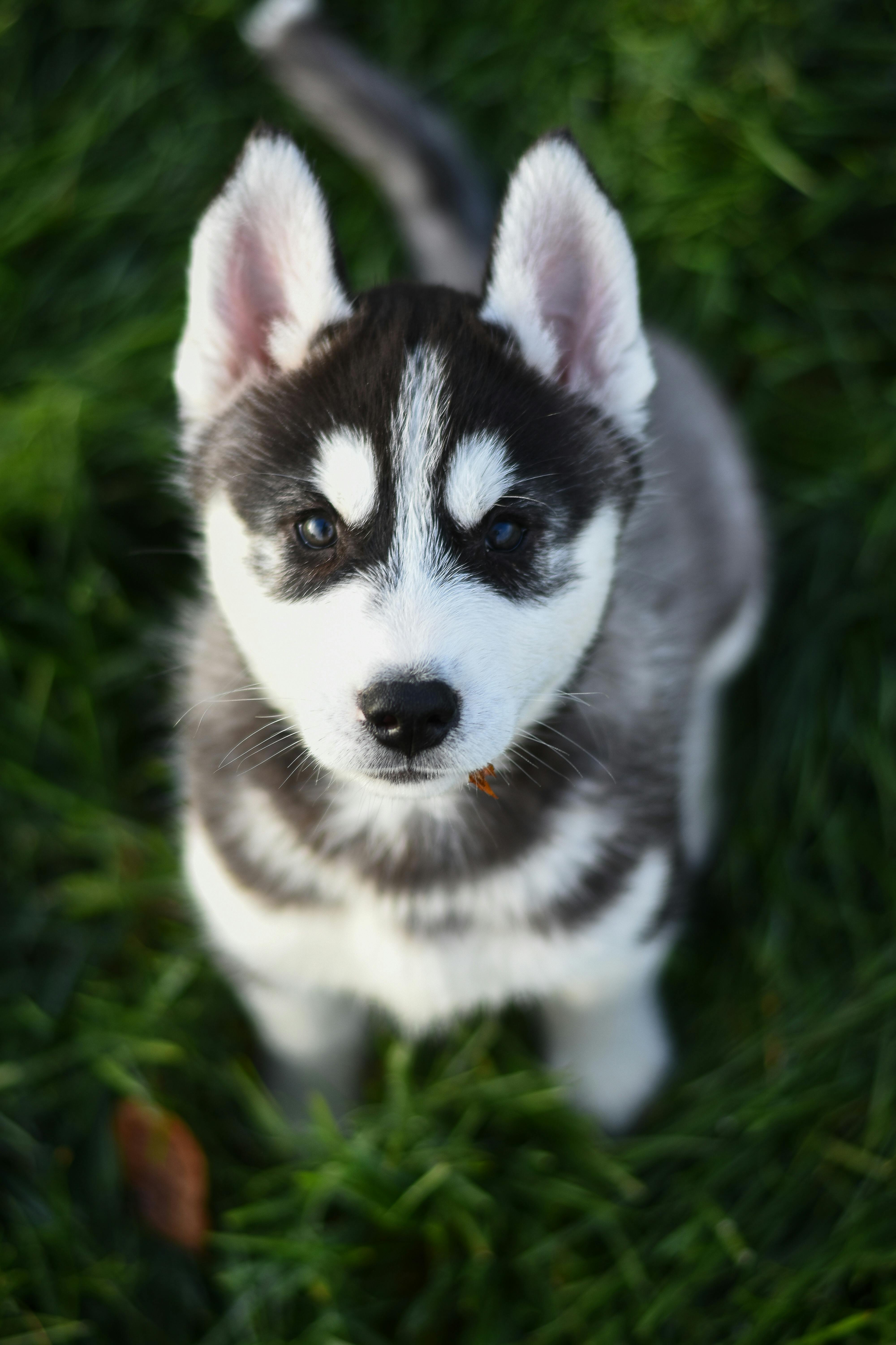 husky puppies with green eyes