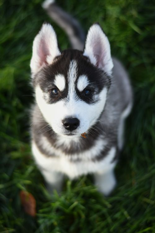 Free Cute Siberian Husky puppy sitting on green grass looking up with a curious expression. Stock Photo